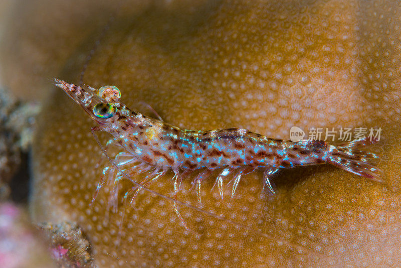 大眼睛蓝虾红虾(Metapenaeopsis sp.)